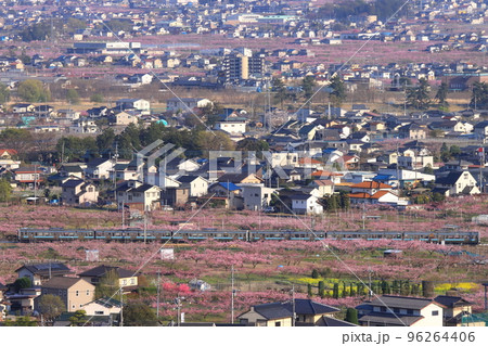 甲府盆地の桃源郷を行く211系電車_2022/4/9撮影 96264406