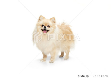 One beautiful fluffy pomeranian spitz looking up isolated on white background. Concept of breed domestic animal. health, care, vet. 96264620