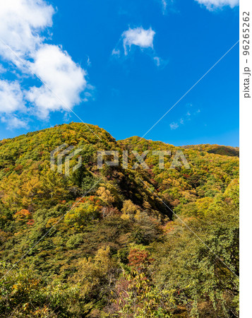 秋の景色　奥多摩大菩薩嶺に向かう上日川の美しい紅葉 96265262