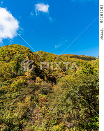 秋の景色 奥多摩大菩薩嶺に向かう上日川の美しい紅葉 秋の景色 奥多摩大菩薩嶺に向かう上日川の美しい紅葉 96265263