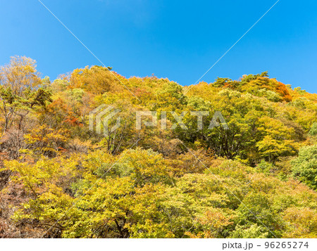 秋の景色　奥多摩大菩薩嶺に向かう上日川の美しい紅葉 96265274