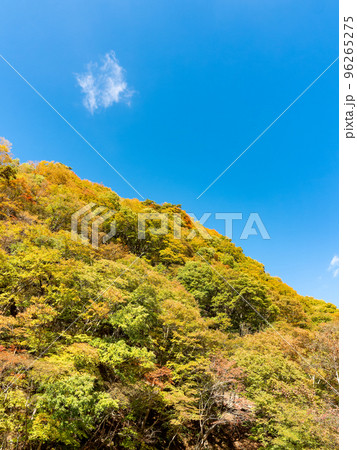 秋の景色 奥多摩大菩薩嶺に向かう上日川の美しい紅葉 秋の景色 奥多摩大菩薩嶺に向かう上日川の美しい紅葉 96265275