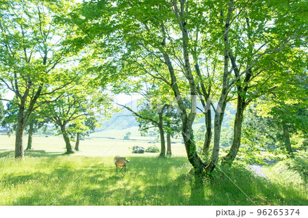 新緑の公園　木陰と椅子（大山鏡ヶ成） 96265374