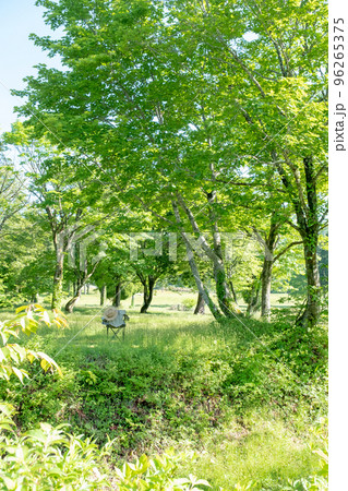 新緑の公園　木陰と椅子（大山鏡ヶ成） 96265375