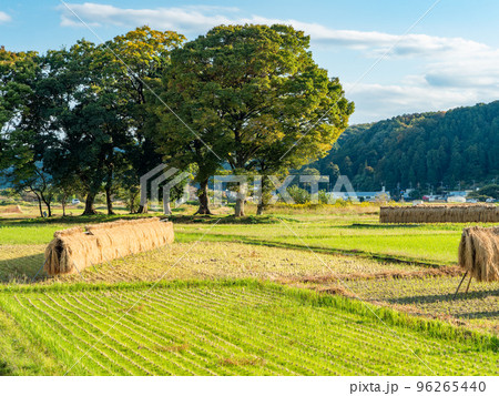 秋の夕方の景色　収穫の終った田んぼの稲架掛け 96265440