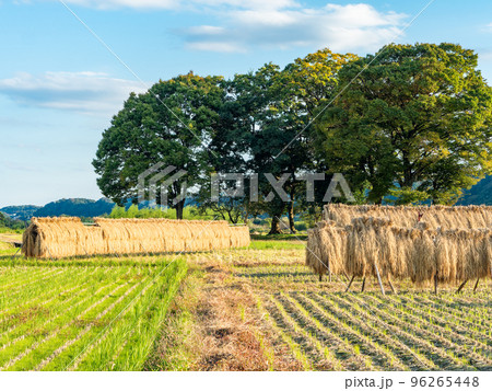 秋の夕方の景色　収穫の終った田んぼの稲架掛け 96265448