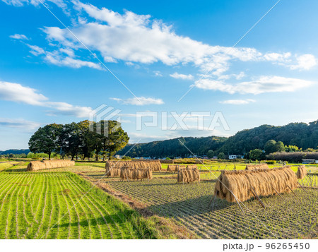 秋の夕方の景色 収穫の終った田んぼの稲架掛け 秋の夕方の景色 収穫の終った田んぼの稲架掛け 96265450