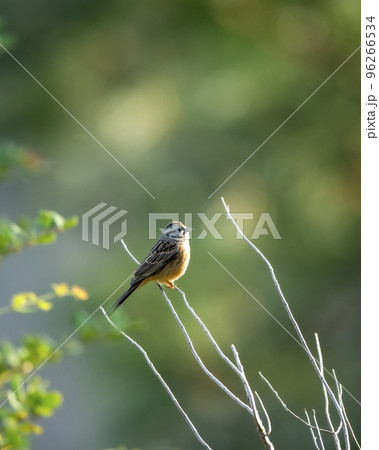 rock bunting or Emberiza cia bird in natural green background in winter season at manila utttarakhand india asia 96266534