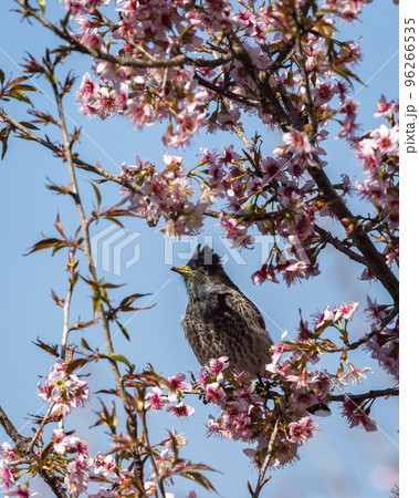 red vented bulbul or Pycnonotus cafer bird closeup perched on pink flower of Prunus cerasoides wild Himalayan cherry and sour cherry tree at manila uttarakhand india asia 96266535