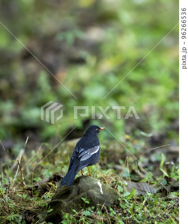 grey winged blackbird or Turdus boulboul bird closeup in natural green background foothills of himalayas at manila forest of uttarakhand india asia 96266536