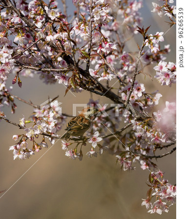 russet sparrow or Passer rutilans or cinnamon tree sparrow perched on pink flower of Prunus cerasoides wild Himalayan cherry and sour cherry tree at manila uttarakhand india asia russet sparrow or Passer rutilans or cinnamon tree sparrow perched on pink flower of Prunus cerasoides wild Himalayan cherry and sour cherry tree at manila uttarakhand india asia 96266539