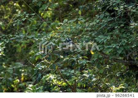 Crested kingfisher or Megaceryle lugubris large size bird perched on tree in natural green background at dhikala zone of jim corbett national park or forest uttarakhand india asia Crested kingfisher or Megaceryle lugubris large size bird perched on tree in natural green background at dhikala zone of jim corbett national park or forest uttarakhand india asia 96266541