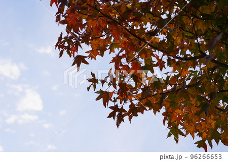 モミジバフウ 96266653