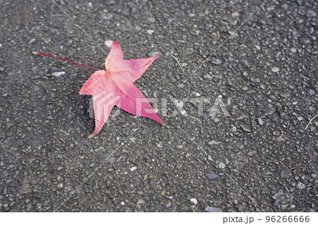 モミジバフウの落ち葉 96266666