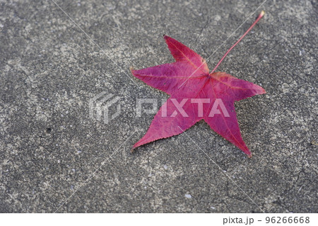 モミジバフウの落ち葉 96266668