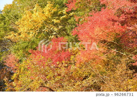 【和歌山県高野町】紅葉の大滝 【和歌山県高野町】紅葉の大滝 96266731