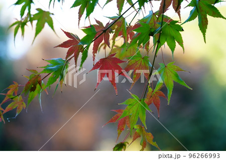 紅く染まったイロハモミジ 96266993