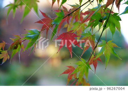 紅く染まったイロハモミジ 96267004