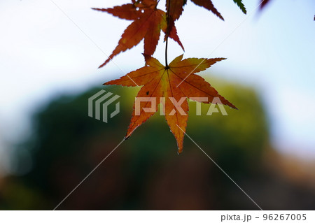 紅く染まったイロハモミジ 96267005