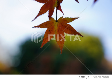 紅く染まったイロハモミジ 紅く染まったイロハモミジ 96267006