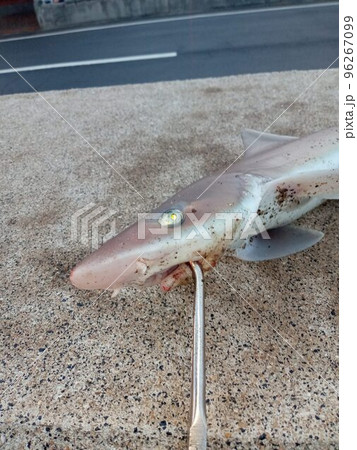 大きな道路沿いの波止で釣れたサメをペンチで抑え込んでいる 大きな道路沿いの波止で釣れたサメをペンチで抑え込んでいる 96267099