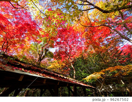 有馬温泉 瑞宝寺公園の紅葉 有馬温泉 瑞宝寺公園の紅葉 96267502