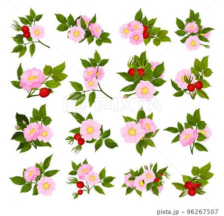 Dogrose Pink Blooming Flowers and Red Fruit Big Vector Set 96267507