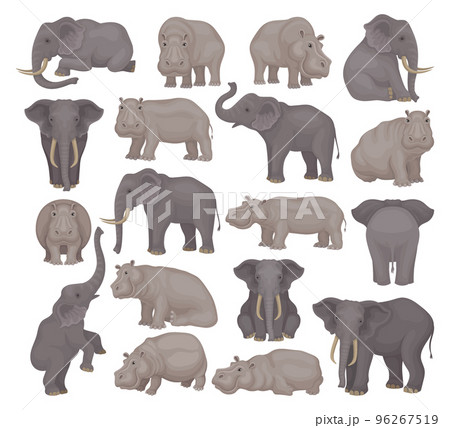 Set of gray african elephants in different poses vector illustration Set of gray african elephants in different poses vector illustration 96267519