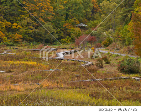 たきがしら湿原の紅葉 96267735