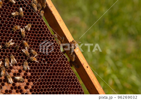 Working bees in a hive on honeycomb. Bees inside hive with sealed and open cells for their young.. Working bees in a hive on honeycomb. Bees inside hive with sealed and open cells for their young.. 96269032