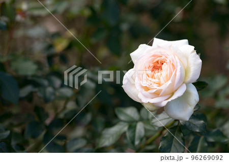 埼玉県さいたま市　与野公園　秋バラ 96269092