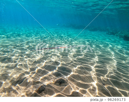 Bluespotted cornet fish, smooth cornet fish or smooth flutemouth at coral reef.. 96269173