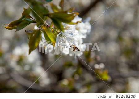 Working honeybee flying over the white flower of sweet cherry tree. Bee looking pollen and nectar to make sweet honey. Working honeybee flying over the white flower of sweet cherry tree. Bee looking pollen and nectar to make sweet honey. 96269209