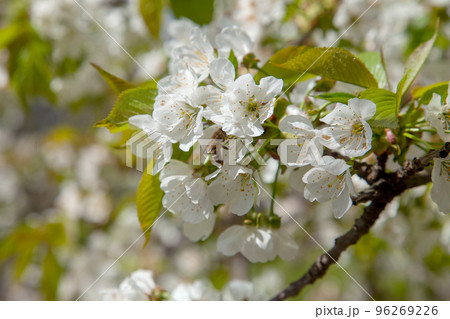 Close up view of working honeybee on white flower of sweet cherry tree. Collecting pollen and nectar to make sweet honey. Close up view of working honeybee on white flower of sweet cherry tree. Collecting pollen and nectar to make sweet honey. 96269226