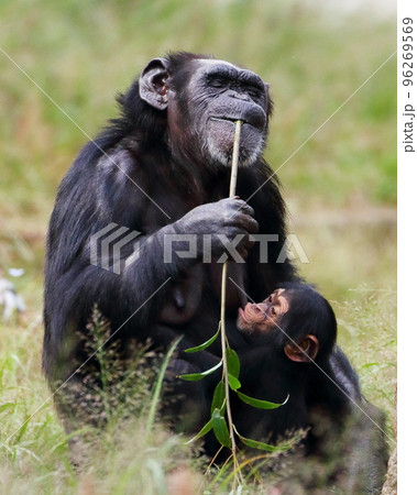 力強く生きるチンパンジーの母子 96269569