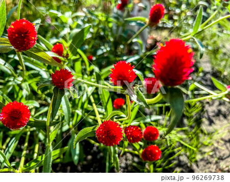 秋風と鮮やかな千日紅の花 96269738