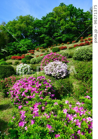 さつき山公園（新潟県） 96271375