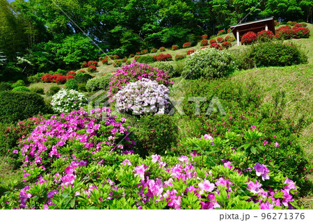 さつき山公園(新潟県) さつき山公園(新潟県) 96271376