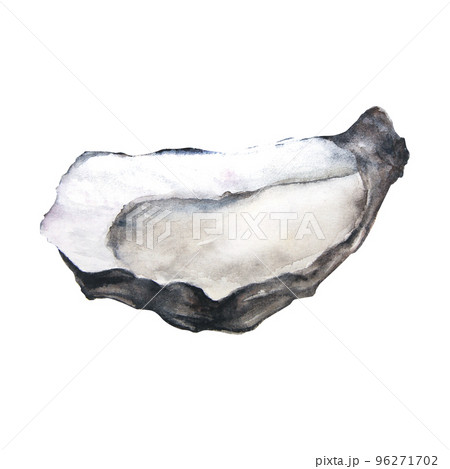 Watercolor illustration of oyster isolated on white background 96271702