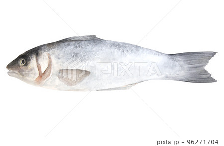 Watercolor illustration of raw fish sea bass isolated on white background Watercolor illustration of raw fish sea bass isolated on white background 96271704