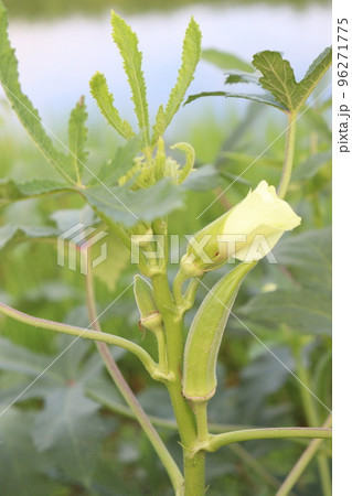 okra stock with leaf on tree 96271775