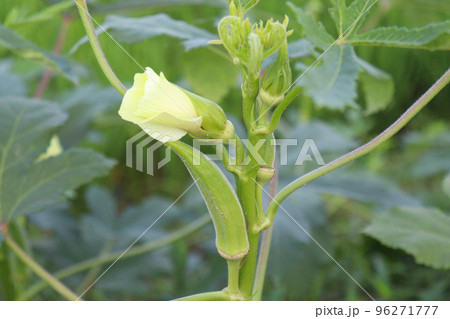 okra stock with leaf on tree 96271777