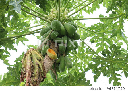 raw papaya stock on tree in farm raw papaya stock on tree in farm 96271790