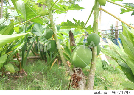 raw papaya stock on tree in farm raw papaya stock on tree in farm 96271798