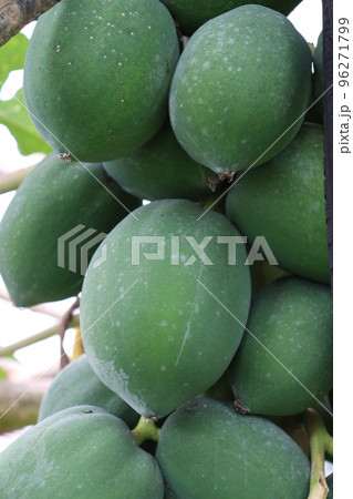 raw papaya stock on tree in farm raw papaya stock on tree in farm 96271799
