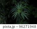 大麻草 96271948