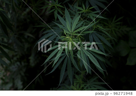 大麻草 大麻草 96271948