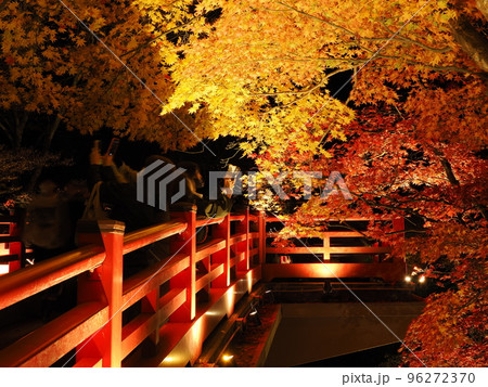 新潟・弥彦公園　ライトアップされたもみじ谷の夜景 96272370