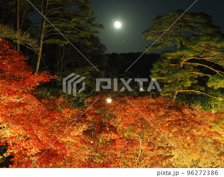 新潟・弥彦公園　ライトアップされたもみじ谷の夜景 96272386