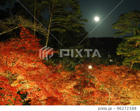新潟・弥彦公園　ライトアップされたもみじ谷の夜景 96272388